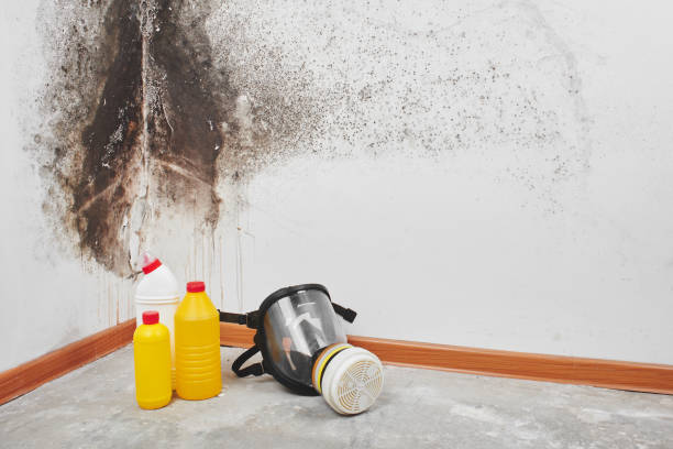Best DIY Mold Remediation Support Services in Jamestown, TN