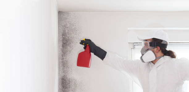 Best Post-Flood Mold Remediation in Jamestown, TN